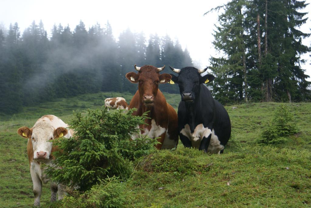 Das Sonneck Muhlbach Am Hochkonig Luaran gambar